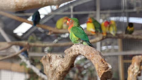 Colorful-green-and-red-Lovebird-perched-on-a-tree-branch