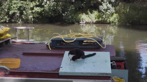 Black-and-white-cat-standing-on-a-boat-roof-in-the-river-of-Cambridge-city-in-england