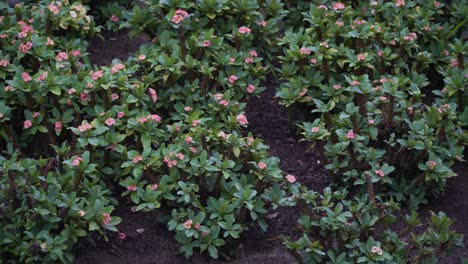 Arbusto-De-Tamaño-Mediano-Con-Diminutas-Flores-Rosadas-En-Un-Jardín,-Estático-4k