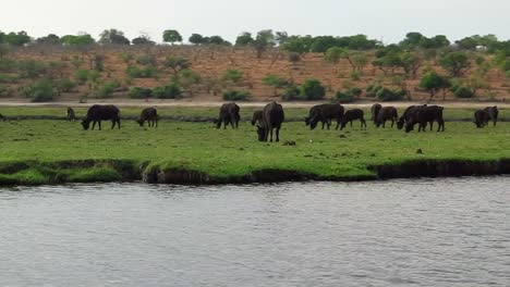 Fish-Eagle-flies-over-Cape-Buffalo-herd-along-the-Chobe-River-in-Africa