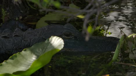 Alligator-Versteckt-Sich-In-Sumpfvegetation,-Super-Zeitlupe