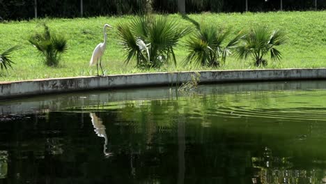 Long-shot-of-and-egret-standing-at-the-edge-of-a-beautiful-green-lake