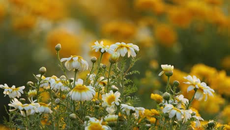 Flores-Amarillo-Blanco-En-Una-Mañana-De-Invierno