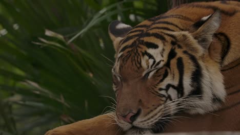 Tiger-Schläft,-Während-Der-Dschungel-In-Zeitlupe-Schwankt