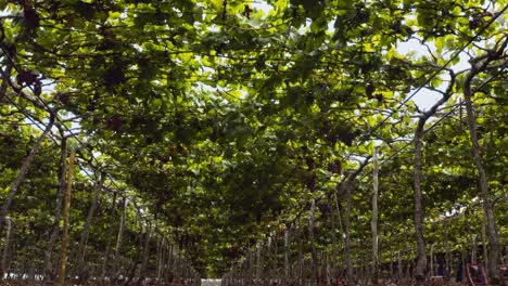 Low-angle-dolly-shot-of-a-grape-vine-canopy-on-a-vineyard-in-Brazil