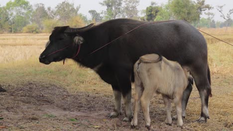 Junger-Büffel-Saugt-Milch-An-Der-Zitze-Der-Mutter-Auf-Dem-Feld-In-Der-Landschaft-Thailands
