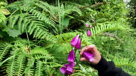 Purple-Foxglove-surrounded-by-ferns-is-fondled-by-a-small-child's-hand