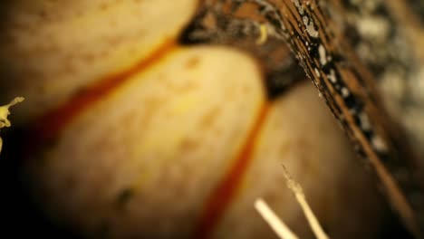 Super-close-up-view-of-a-stem-from-a-decorative-Thanksgiving-gourd
