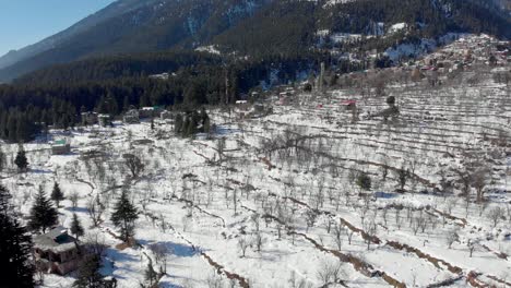 Aerial-Flyby-shot-of-Apple-Tree-Farms-in-Old-Manali-covered-with-snow-receiving-Sunlight-in-the-morning-during-the-winters,-shot-with-a-drone-in-4k