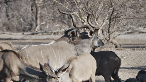 Majestuoso-Toro-Kudu-Mayor-Bebiendo-Con-Un-Rebaño-Reproductor-En-Un-Abrevadero-En-Botswana