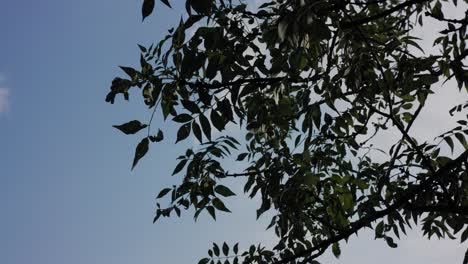 Einige-Blätter-Vor-Blauem-Himmel-In-Einem-Wald
