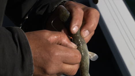 Angler's-Hands-Hooking-Sucker-Into-The-Fish-Dorsal-Fin---Closeup-Shot