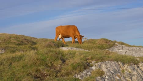 Una-Vaca-Marrón-Pastando-En-La-Hierba-Verde-En-El-Campo-Rocoso-En-Connemara,-Irlanda---Plano-Amplio