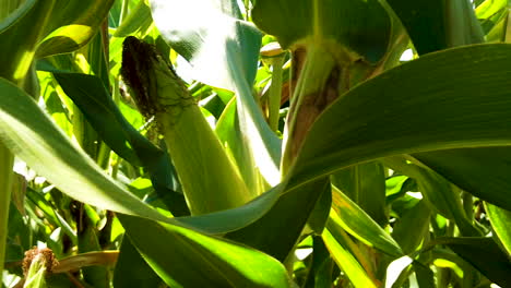 Green-agricultural-field-of-corn