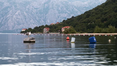 Eine-Möwe-Fliegt-über-Der-Bucht-Von-Kotor,-Montenegro,-Landet-Und-Sitzt-Auf-Einem-Grauen-Plastikfass,-Das-Auf-Dem-Wasser-Schwimmt,-Umgeben-Von-Anderen-Plastikfässern,-Steile-Hügel-Und-Häuser-Im-Hintergrund,-Statische-4K-Aufnahmen