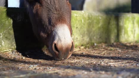Static-shot-of-donkey-muzzle-eating-on-ground-from-behid-fence