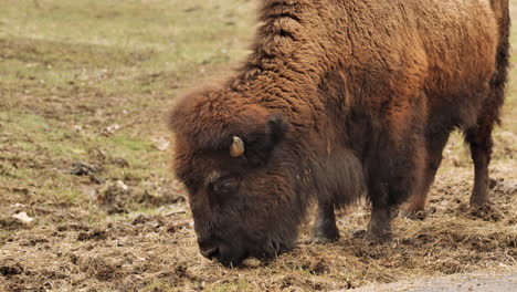 Close-up-slomo-shot-of-bison-grazing-on-side-of-road