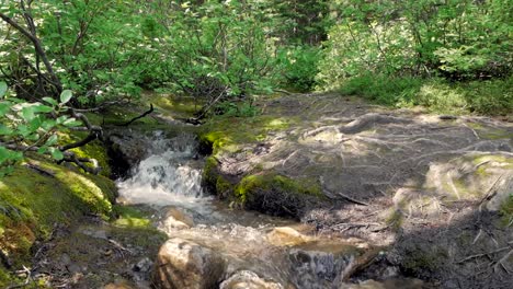 Small-Stream-Of-Water--In-A-Dense-Forest