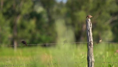Small-birds-perching-on-fence-and-observing-their-surrounding