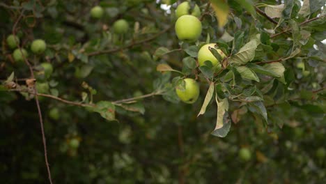 Grüne-Reife-Äpfel-Wachsen-Auf-Einem-Apfelbaum,-Weitwinkelaufnahme