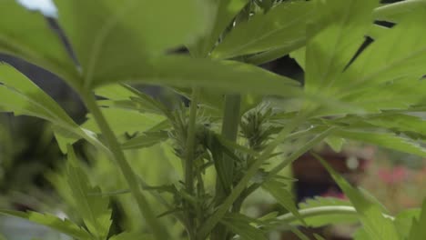 Planta-De-Cannabis-Y-Hojas-En-Crecimiento-Macro-Tiro-Inclinado