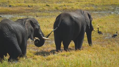 Two-African-elephants-walk,-swing-trunks-with-green-grass-and-eat,-Chobe-river,-Botswana