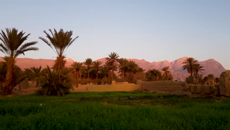 B-roll-rice-fields-and-palm-trees,-mud-house-buildings,-ruins-and-mountain-in-background-in-a-golden-sunset