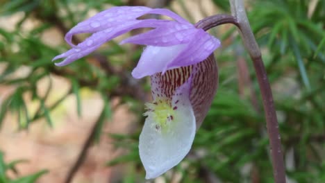 Hermosa,-Salvaje-Y-Rara-Flor-Silvestre-De-Orquídeas-Calipso-Que-Florece-En-La-Región-De-Las-Estribaciones-De-Alberta-Durante-La-Primavera