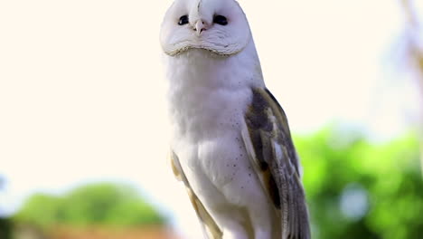 Slow-motion-clip-of-a-white-owl-raising-its-head-looking-around-for-something-with-big-black-eyes,-close-up,-wildlife-animals