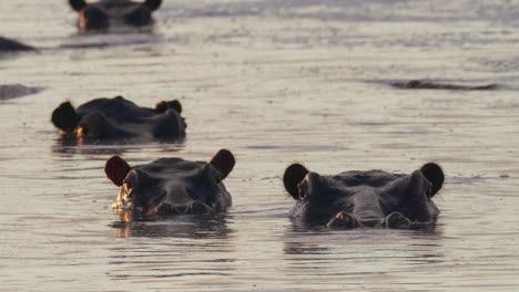 Cabezas-De-Hipopótamos-Con-Cuerpos-Sumergidos-En-El-Agua-Fría-Del-Lago-En-Botswana---Primer-Plano