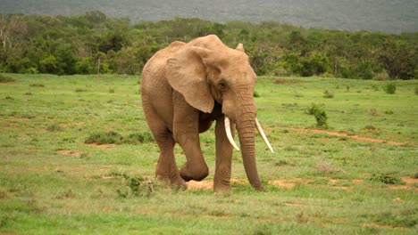 Large-elephant-happily-walking-across-grassland-swinging-trunk-and-tail