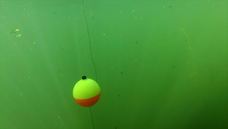 Yellow-and-red-bobber-being-pulled-underwater