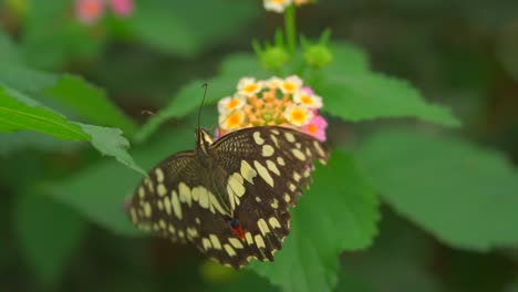 Nahaufnahme-Eines-Bestimmten-Schmetterlings-Mit-Schwarzer-Und-Gelber-Farbe,-Der-Sich-Um-Nektar-Auf-Der-Blüte-Kümmert