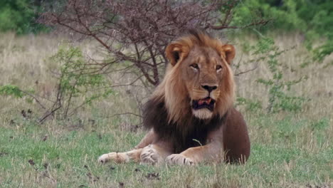 The-Black-Mane-Lion-Sitting-On-The-Grass-Inside-The-Nxai-Pan-National-Park-In-Botswana