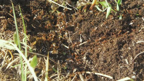 Ants-working-together-moving-their-eggs-to-safer-place