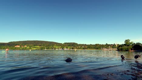 Idyllic-holiday-scenery-at-the-bavarian-Tegernsee---summer-at-the-popular-lake-with-a-stand-up-paddeling-girl-and-coots