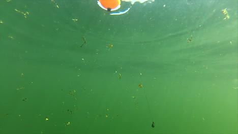 Beköderter-Saugfisch,-Der-Unter-Wasser-Herumschwimmt