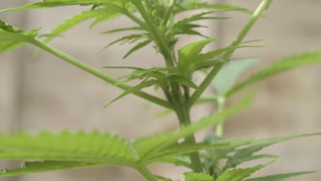 Cannabis-plant-and-leaves-growing-close-tilting-shot
