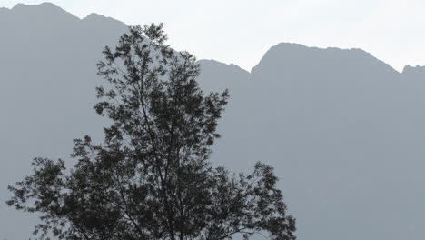 Bonito-Encuadre-De-Un-árbol-Y-Al-Fondo-Las-Majestuosas-Montañas-De-Los-Alpes-Franceses