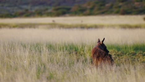 Rare-Brown-Hyena-sitting-in-an-open-grassland,-begins-feeding-on-carcass