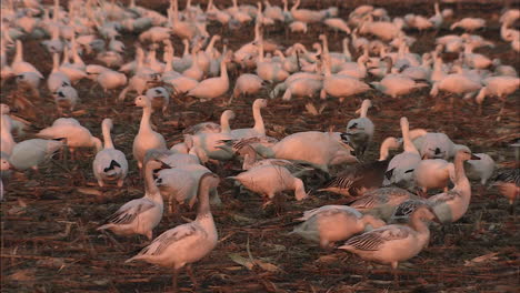 medium-shot-of-snow-geese-feeding-in-field