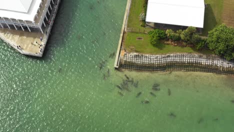 manatees-in-warm-florida-water-while-bystanders-gather-to-dock-edge-to-watch