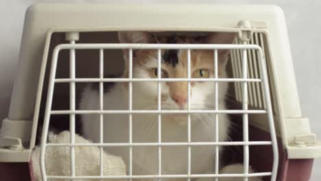 Calico-tortoiseshell-cat-in-a-cat-carrier-looking-into-camera