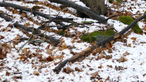 Fast-chickadee-bird-hopping-on-forest-floor-littered-with-fall-leaves-and-snow