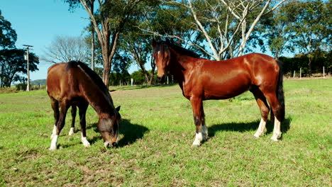 Young-foal-and-mare-grazing-on-lush-green-pastures-on-a-sunny-day