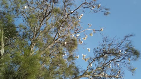 Tilting-up-shot-of-wild-Yellow-Crested-White-Cockatoos-on-the-forest-tree-branches-in-a-sunny-day