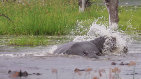 A-Hippopotamus-Yawning-While-Submerged-In-The-Calm-Lake-Water-In-Botswana---Closeup-Shot