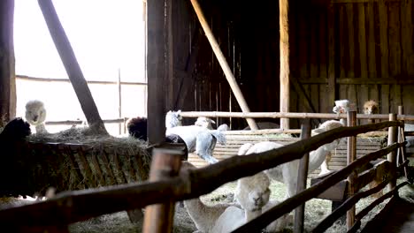 group-of-white-alpaca-standing-in-a-farm-waiting-to-be-shaven-for-pure-wool-merino-production
