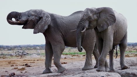 Mudded-Elephants-Drinking-Then-Walks-Off-Sceptically-In-African-Savanna---Medium-Shot