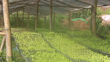Close-Up-Footage-of-Chinese-Cabbage-Sprouts-In-The-Nursery-Farm
